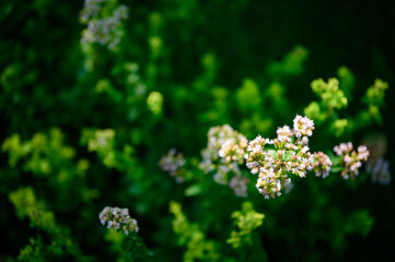 White flowers of motherwort outdoors in nature.