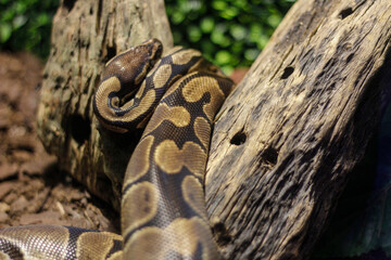 Viper posing on a log