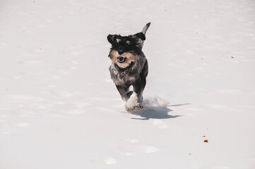 Funny cute young dog mittel schnauzer is running on the white sand under the daylight. Smiling dog on the beach.