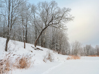 Fototapeta premium The coastline of a snow-covered lake with beautiful leaning trees. Winter snow landscape.