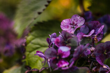 Obraz premium pequeñas flores moradas