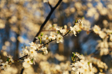  Spring blossom background. Beautiful nature scene with blooming tree