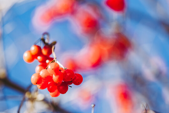 Close up sur une grappe d'obier ou vibernum opulus dans le jardin en hiver - Baies color&eacute;es dans le jardin