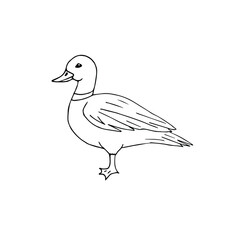 Vector hand drawn doodle sketch duck isolated on white background
