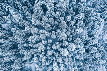 Aerial top view drone shot of the pine and spruce trees forest covered with snow in the Tatra Mountains in Slovakia. Beauty in nature and ecology concept image.
