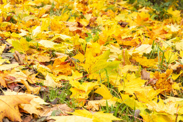 Bright yellow orange autumn foliage on the grass. Nature abstraction background