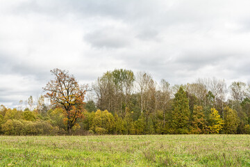 Obraz premium Young oak tree with yellow leaves on the meadow with green grass on the forest background. Cloudy autumn day