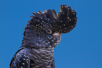 Female Red-tailed Black Cockatoo © Ken Griffiths