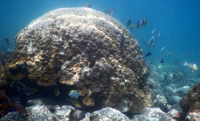 Naklejka na ściany i meble Costa Rica Pacific sea life underwater