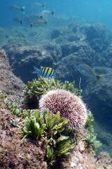Fototapeta na wymiar Costa Rica Pacific sea life underwater