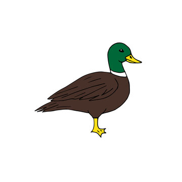 Vector hand drawn doodle sketch colored duck isolated on white background