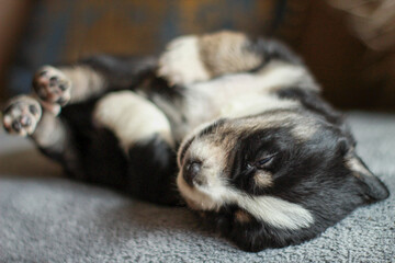 portrait of small puppy dog sleeping on his back