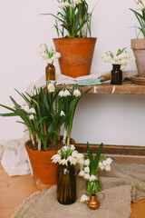 Gardening spring flowers in rustic home. Hello spring. Plants in pots and flowers in glass bottles