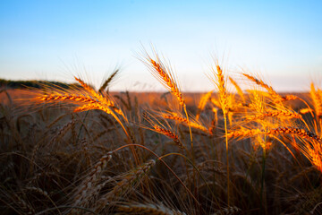 Golden ears of wheat in the rays of the setting sun