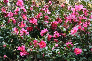 Fototapeta premium pink and white flowers