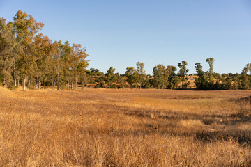 Fototapeta premium Eucalyptus trees landscape with wheat on a sunny golden day, in Spain