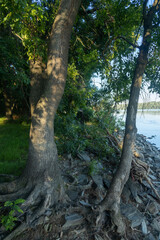 Danube river on the beautiful sunny day