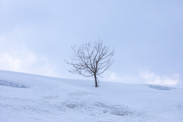 Fototapeta na wymiar 丘の上に立つ１本の木