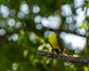 Disparo de enfoque selectivo de un pájaro 