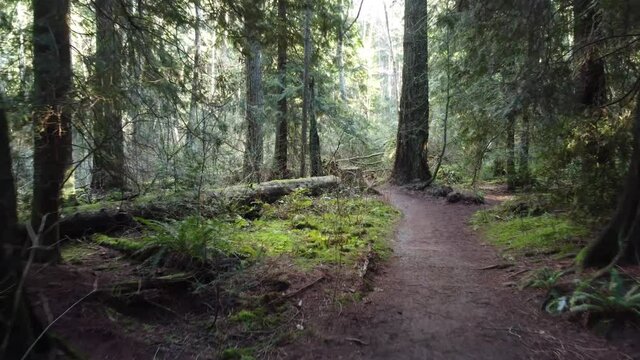 Floating camera in the sunny forest over the gravel trail