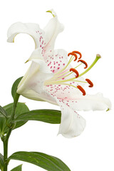 Big white-pink flower of oriental lily, isolated on white background