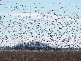 humongous flock of snow geese over Chaseapeake Bay
