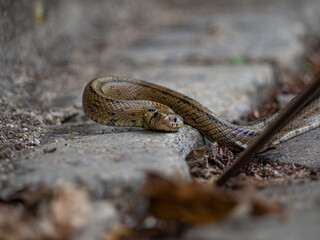 Snake attacking with its tongue out, in rocky floor