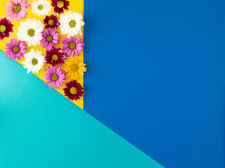 Vibrant color spring , flowers. Floral arragement  on two tone blue color  background. Minimal creative concept.