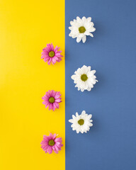 Pink and white blossom, arranged vertical on bright yellow and blue background. minimal flatlay concept