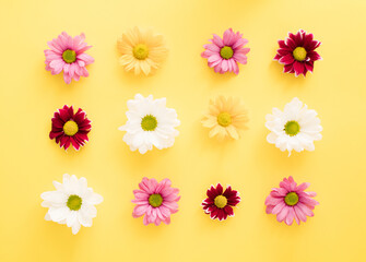 Vibrant color spring blooming flowers onilluminating, yellow color background. Minimal creative concept.