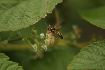wasp on a flower