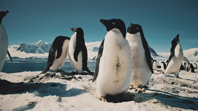 Funny Close-up Penguins Love. Family Build Nest. Couple Flapping Wings. Antarctica Polar Winter. Wild Animals Adelie Penguins In Harsh Environment. Snow Covered Antarctic Surface. Wildlife. 4k Footage