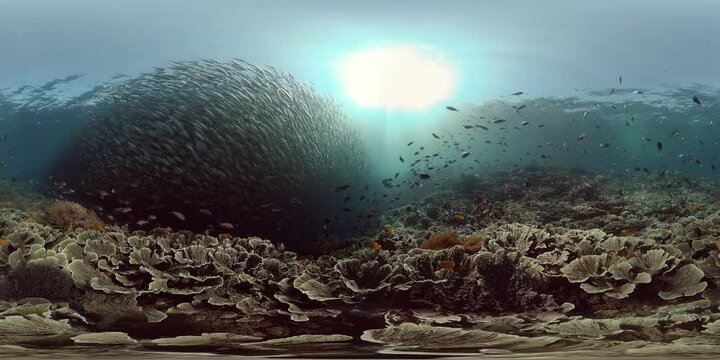 Tropical coral reef and fishes underwater. Hard and soft corals. Underwater video. Philippines. Virtual Reality 360.