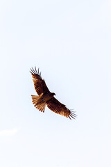 Obraz na płótnie Canvas Eagle (but not agressive) in fly over Kamo river- sunny day in March in Kyoto