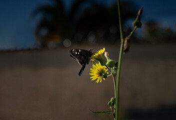 butterfly at a yellow flower on a blurred natural background