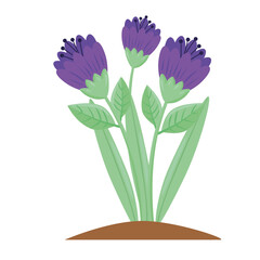 beauty purple flowers and leafs spring season plant vector illustration design