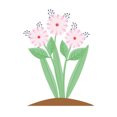 beauty pink flowers and leafs spring season plant vector illustration design