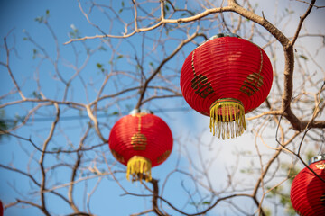 Chinese lanterns on the tree
