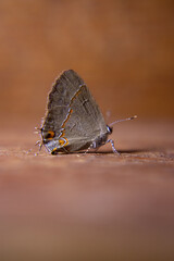 butterfly on a branch