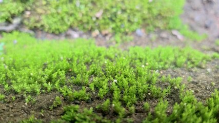 green moss on the ground,,Bali 11 February 2021