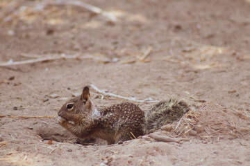 Squirrel Resting 