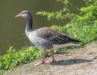 Greylag goose, Anser anser, adult, stands on sandy ground