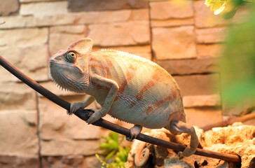 chameleon on a branch, warming himself in a terarium under a lamp,