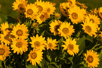 Colorful wild yellow balsamroot flowers mass n the morning sunlight along the Oregon and Washington border in springtime in the Pacific Northwest