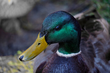 Mallard head close-up with emerald plumage and yellow beak