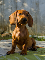 dog in the grass