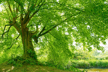 Naklejka premium sunlight in the forest