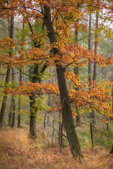 Fototapeta premium autumn in the forest