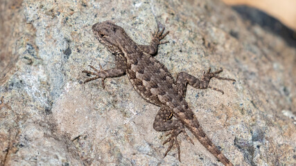 California Lizard, Western Fence Lizard, Blue Belly