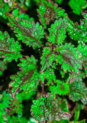 fresh green leaf background with a hint of brown